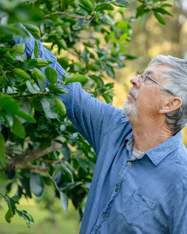 A man reaching up to tend to a fruit tree in the garden