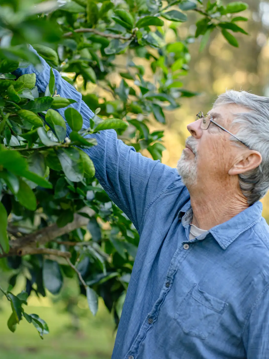 A mother and her children in a sunlit citrus orchard