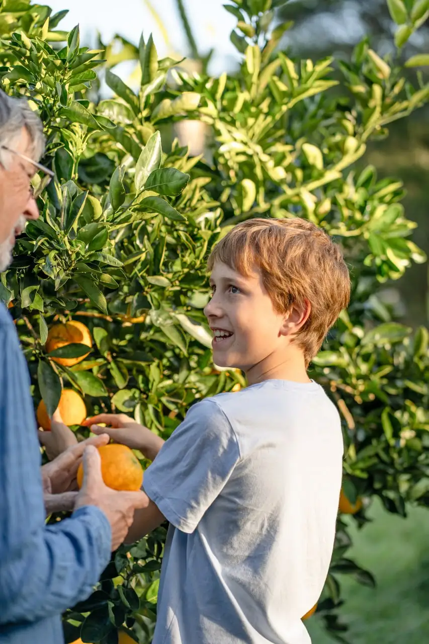 A young person picking oranges from a tree in a garden